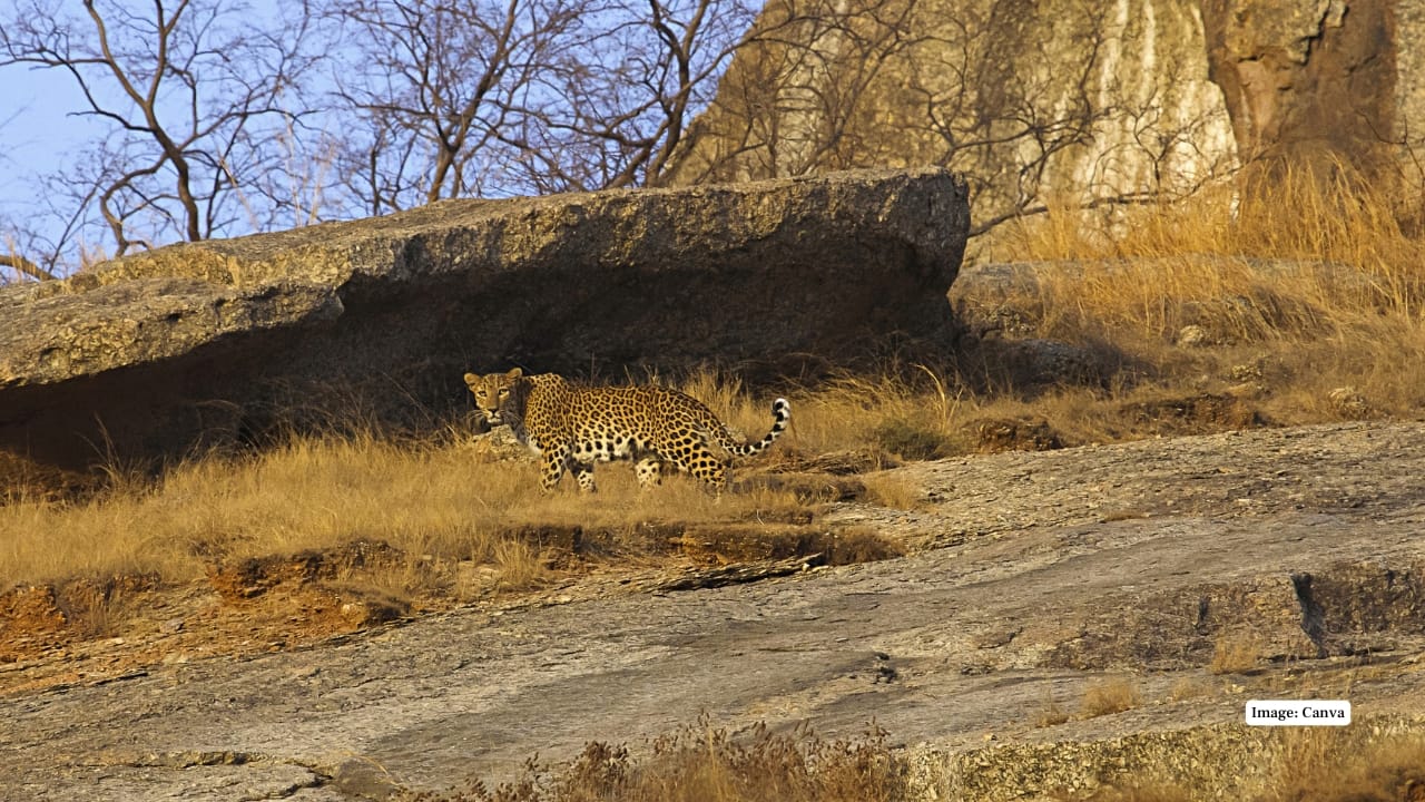 5. Safari Adventures with Locals Open jeep safaris are guided by locals who know leopard trails well. With no strict forest department rules here, safaris feel authentic and rely on community knowledge of the terrain. (Image: Canva)