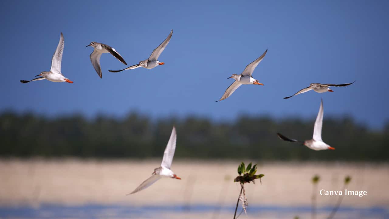 6. Olango Island Wildlife Sanctuary, Cebu, Philippines Sitting along a major migratory route, Olango Island is a lifeline for birds traveling the East Asian–Australasian Flyway. Watch for the Chinese Egret or the graceful Black-tailed Godwit in its mangroves and tidal flats. Once you’ve had your fill of birdwatching, the island’s calm beaches and vibrant marine life offer the perfect way to end the day. (Image: Canva)