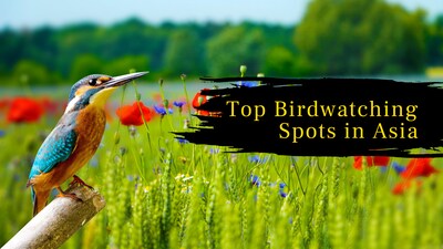 Top 6 birdwatching destinations In Asia every traveler should explore