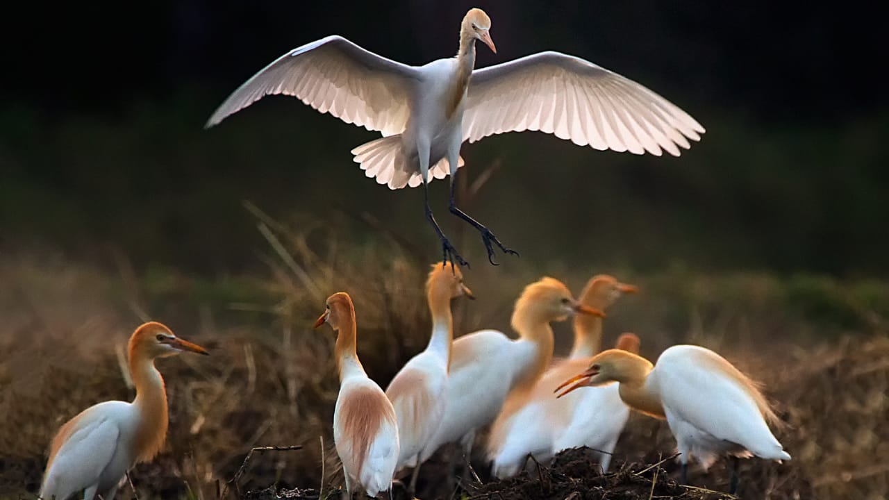 Why these spots stand out Birdwatching in Asia isn’t just about ticking rare species off a list—it’s about experiencing the landscapes, cultures, and moments that come with it. Whether it’s the call of a hornbill echoing through a rainforest or cranes sweeping across a wetland at dusk, these destinations remind us why slowing down to watch nature might just be the most rewarding kind of travel. (Image: Canva)