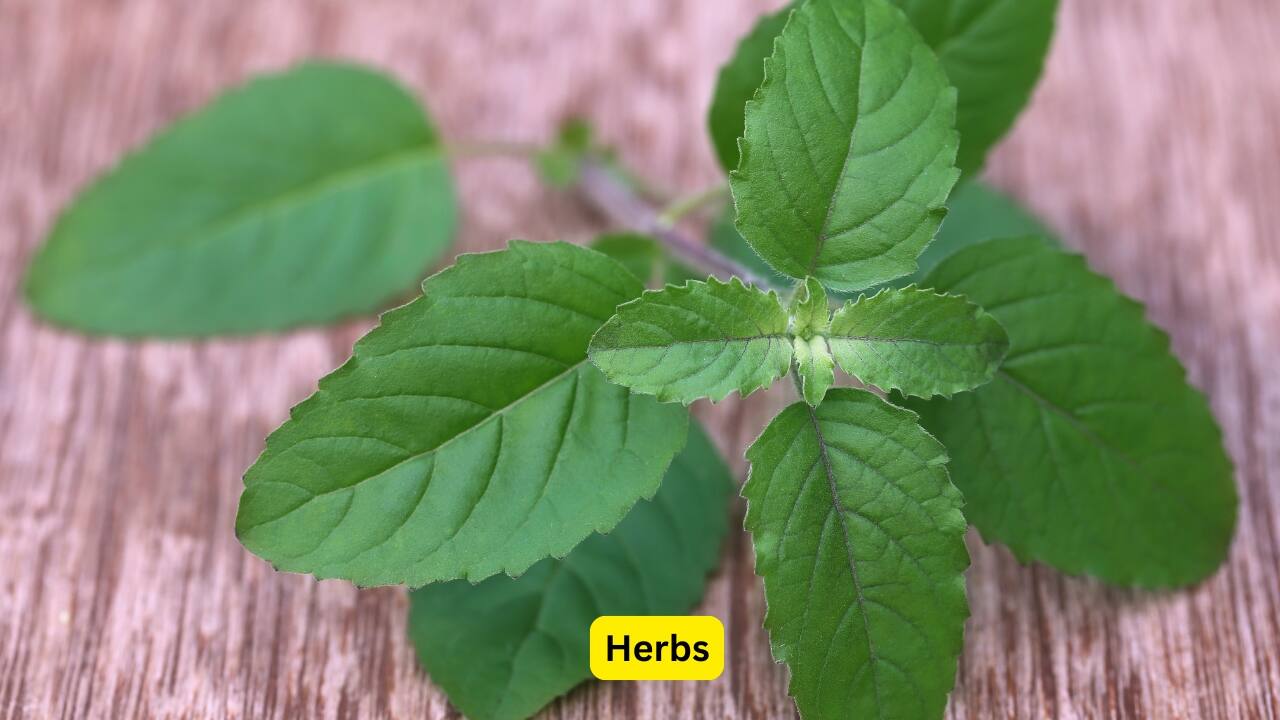 Herbs Tulsi, oregano, fennel, even peppermint — these aren’t just flavour makers. They’ve been used for centuries to soothe coughs and colds and fight viruses naturally.(Image: Canva) Herbs Tulsi, oregano, fennel, even peppermint — these aren’t just flavour makers. They’ve been used for centuries to soothe coughs and colds and fight viruses naturally.(Image: Canva)