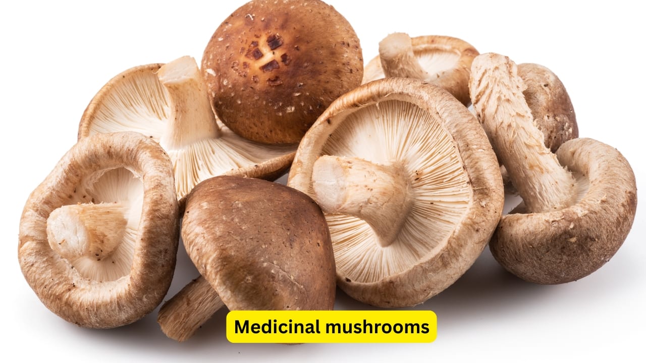 Medicinal mushrooms Shiitake and reishi mushrooms balance the immune system, helping your body fight, but without overreacting.(Image: Canva) Medicinal mushrooms Shiitake and reishi mushrooms balance the immune system, helping your body fight, but without overreacting.(Image: Canva)