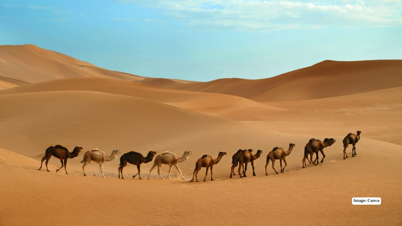 Why Deserts Should Be on Your Travel Bucket List Deserts are not empty wastelands—they’re places where silence feels sacred, horizons seem infinite, and time slows down. Whether you’re chasing adventure, culture, or pure solitude, these vast landscapes remind us how small we really are in the face of nature’s grandeur. (Image:Canva)