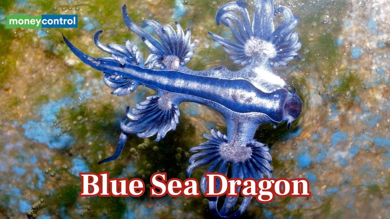 Rare venomous ‘blue dragons’ wash up on Spain’s beaches, triggering warnings and closures