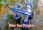 Rare venomous ‘blue dragons’ wash up on Spain’s beaches, triggering warnings and closures