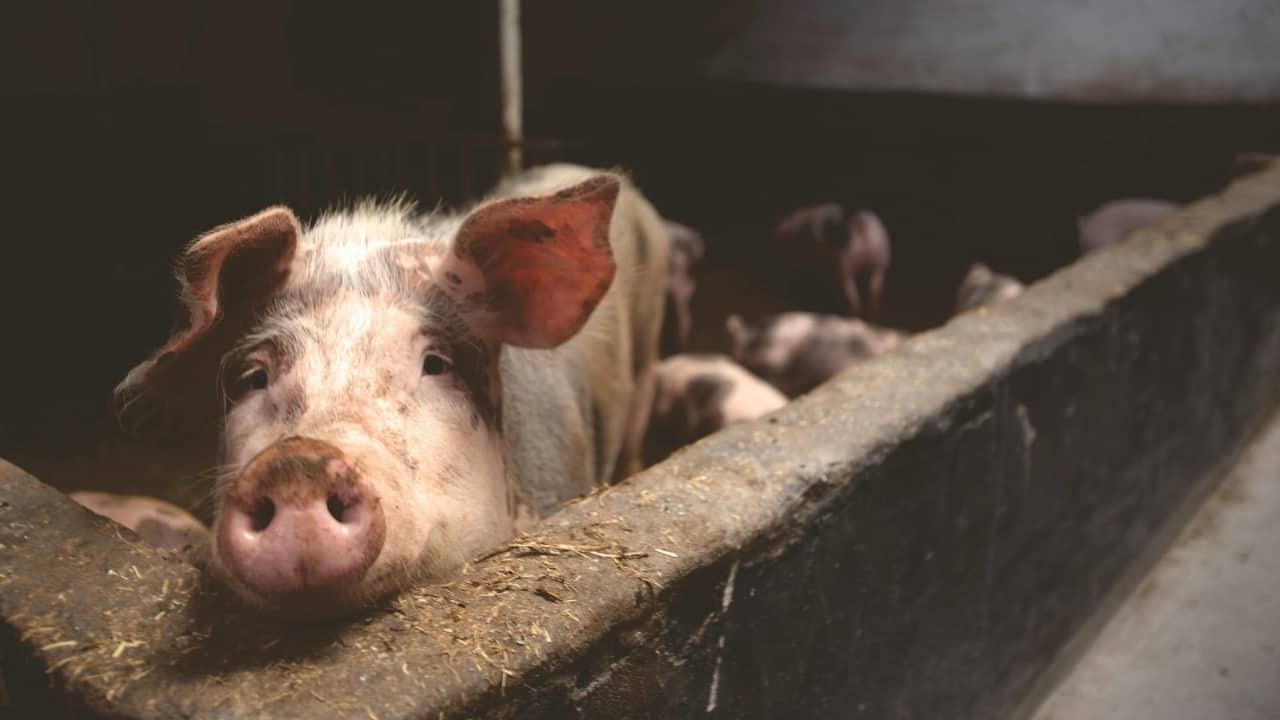 Chinese scientists achieve first-of-its-kind lung transplant from genetically modified pig into human Chinese scientists achieve first-of-its-kind lung transplant from genetically modified pig into human
