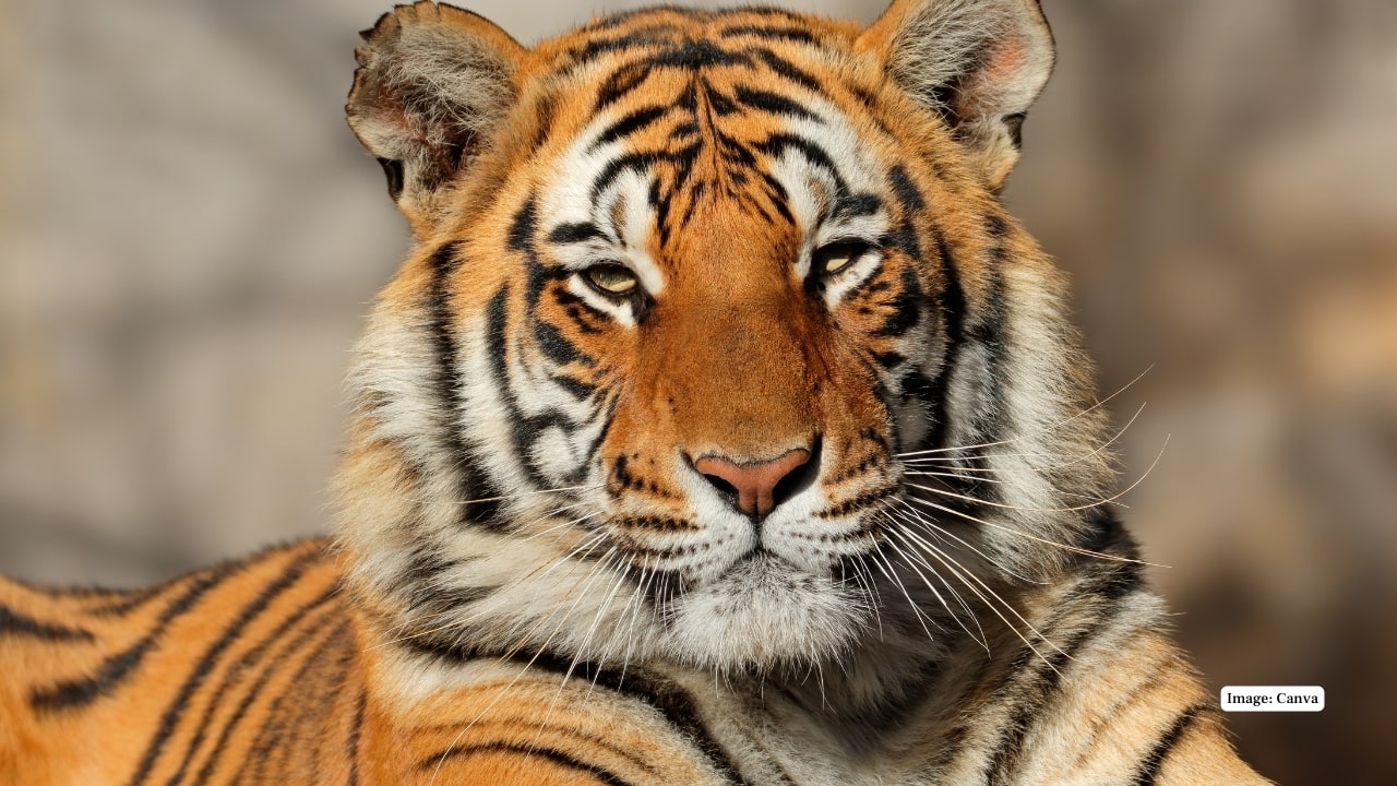 Land of the Elusive Tiger Although spotting a tiger here is rare, the reserve is home to this majestic predator. Its dense forests and rugged terrain create the perfect natural habitat for big cats and other carnivores. (Image: Canva)