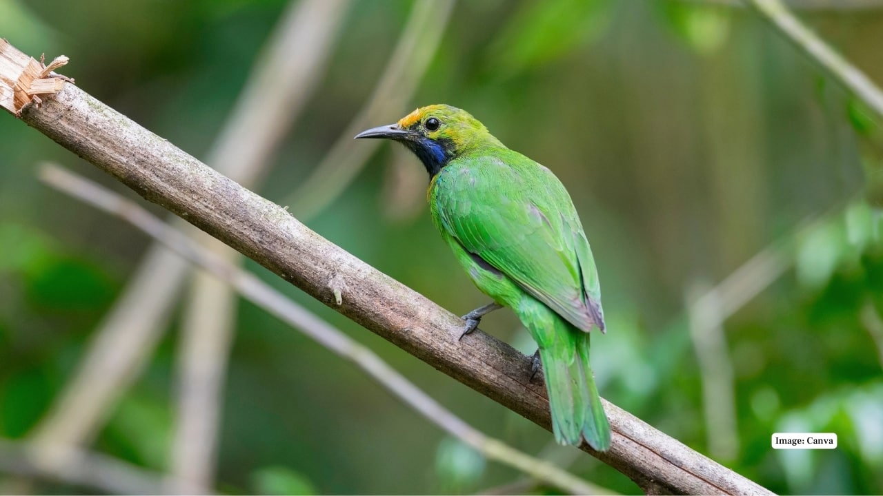 A Birder’s Paradise Buxa is a haven for birdwatchers, with hundreds of species including migratory birds, hornbills, woodpeckers, and rare Himalayan species, making it one of the best birding spots in eastern India. (Image: Canva)