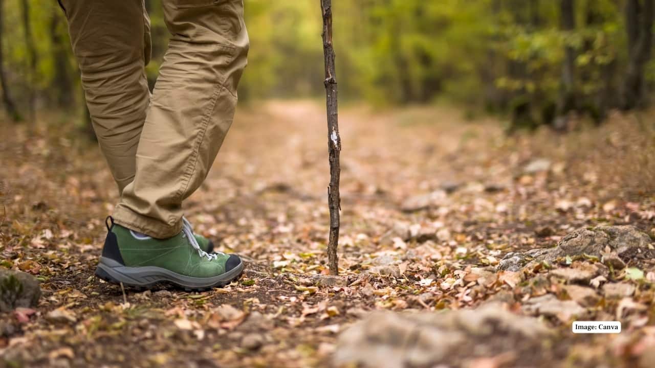 Trails for Trekkers The reserve is dotted with scenic trekking trails, leading visitors through dense forests, river valleys, and remote hamlets. Treks to Buxa Fort and Sinchula Pass are especially popular among adventure seekers. (Image: Canva)