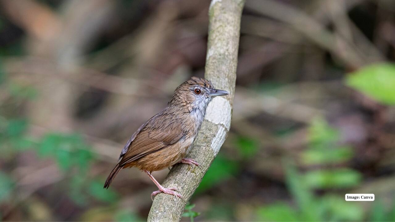 Rich Flora and Fauna From elephants and leopards to gaur, sambar, and clouded leopards, the reserve shelters a diverse range of wildlife. Its dense forests are also home to orchids, medicinal plants, and rare Himalayan flora. (Image: Canva)
