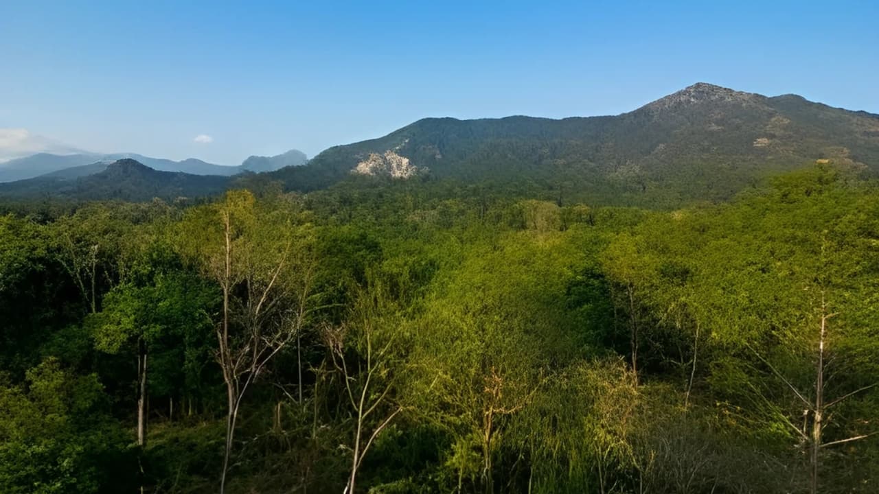 A Retreat for Nature Lovers With fewer crowds compared to other reserves, Buxa offers a peaceful retreat for those seeking solitude in nature. Its untouched landscapes are perfect for eco-tourism and mindful travel. (Image: Wikipedia)