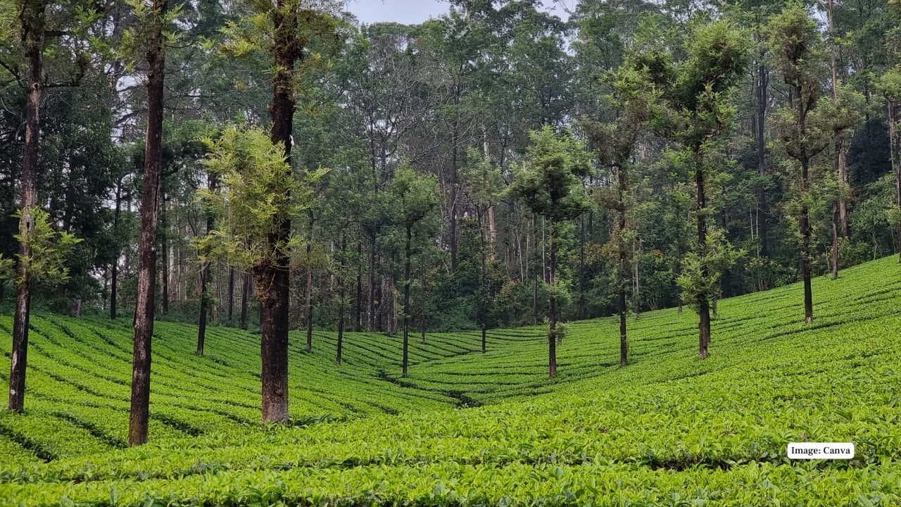 Valparai: Tamil Nadu’s Tea Hills Where Lion-Tailed Macaques Rule