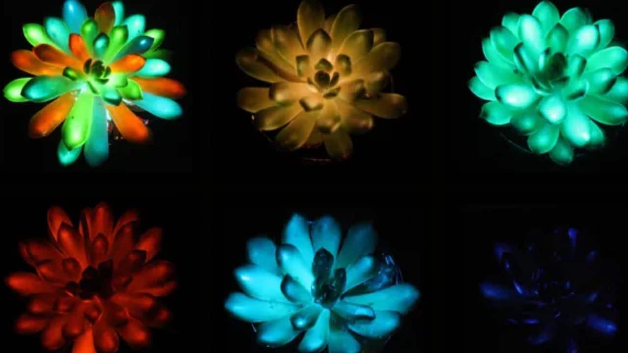 Chinese scientists grow multicoloured glowing plants that shine like lamps in dark
