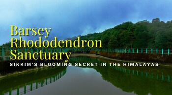 Barsey Rhododendron Sanctuary: Sikkim’s Blooming Secret in the Himalayas