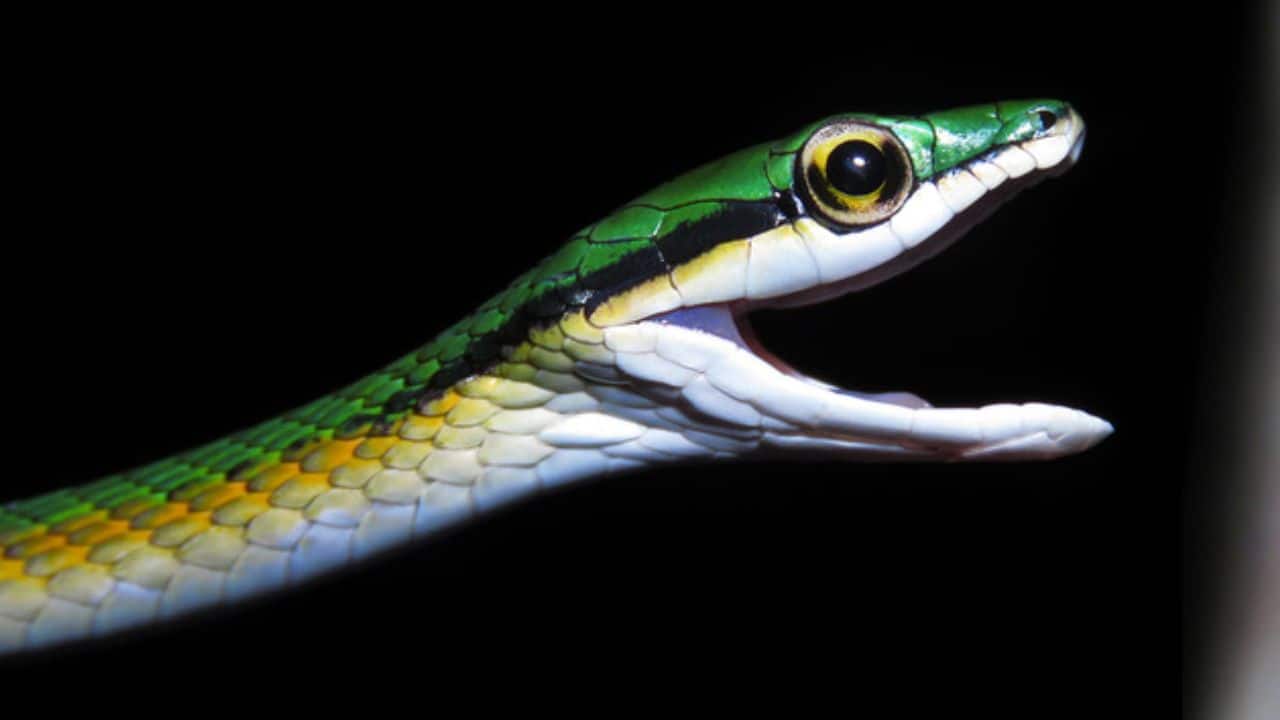A 34-inch snake with a ‘moustache’ identified as new species in Brazil