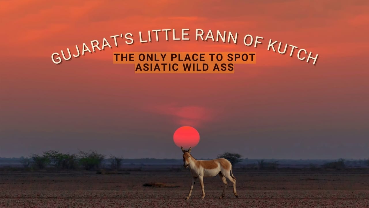 Gujarat’s Little Rann of Kutch Is the Only Place to Spot Asiatic Wild Ass