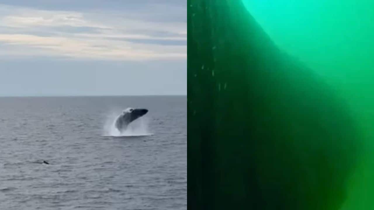 Scientists tag whale with camera, footage leaves them speechless – Here’s what they found