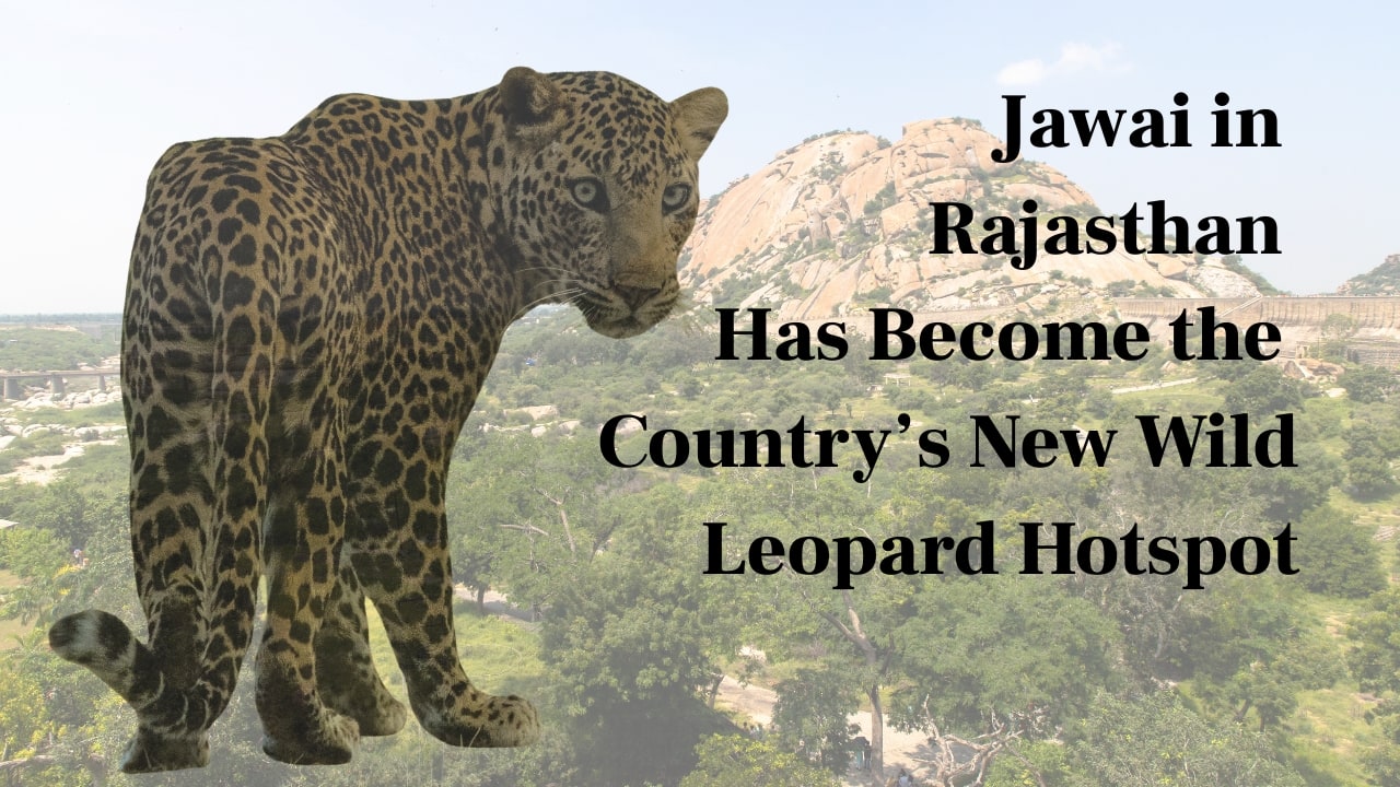 Jawai in Rajasthan Has Become the Country’s New Wild Leopard Hotspot