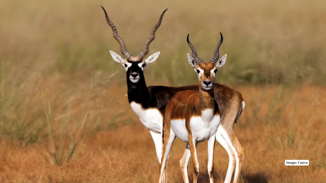 Experience Rare Safari at Kanha’s Blackbuck Grasslands