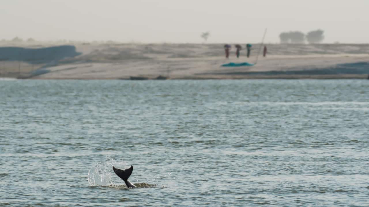 Vikramshila Sanctuary, Assam: India’s Only Pink River Dolphins Can Be Spotted Here