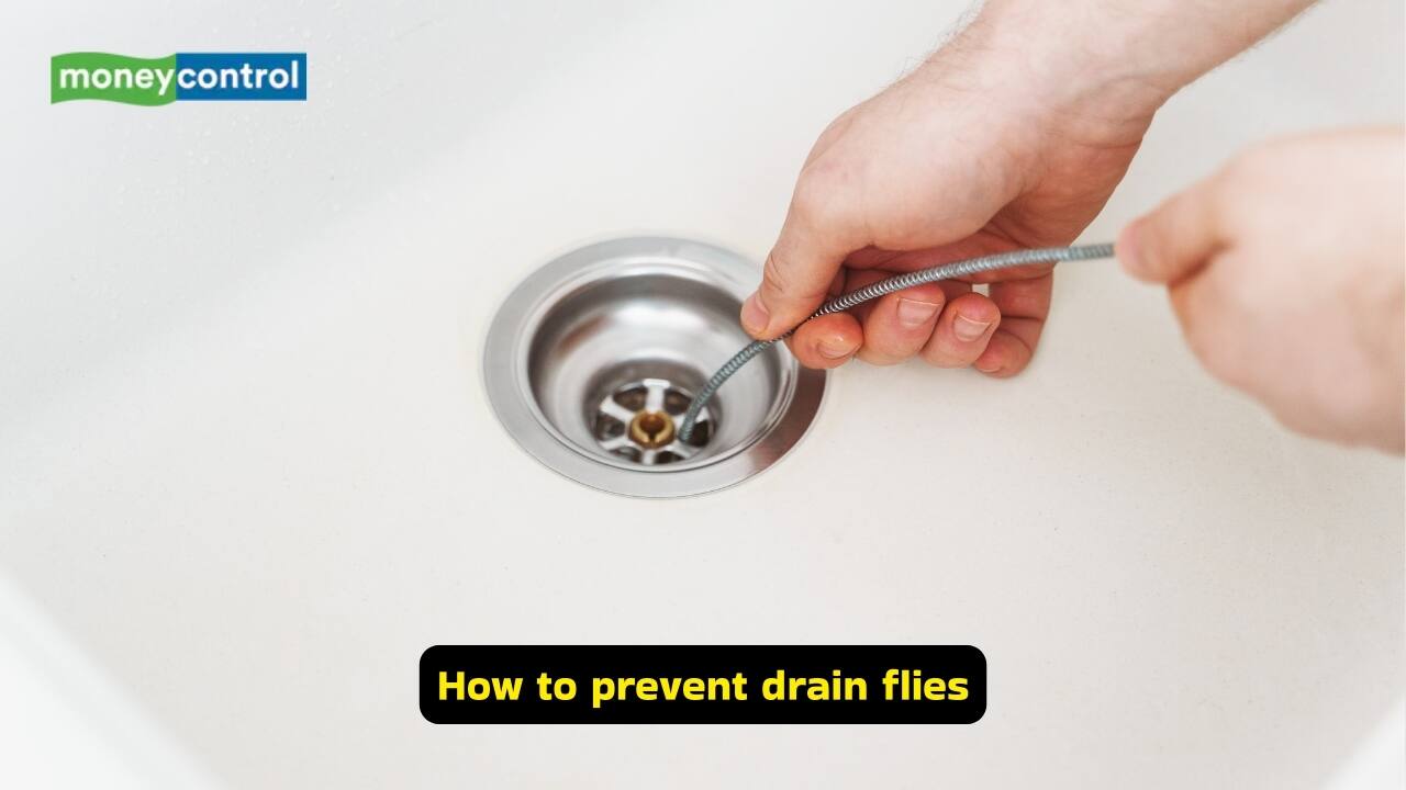5 effective ways to control drain flies in the bathroom 