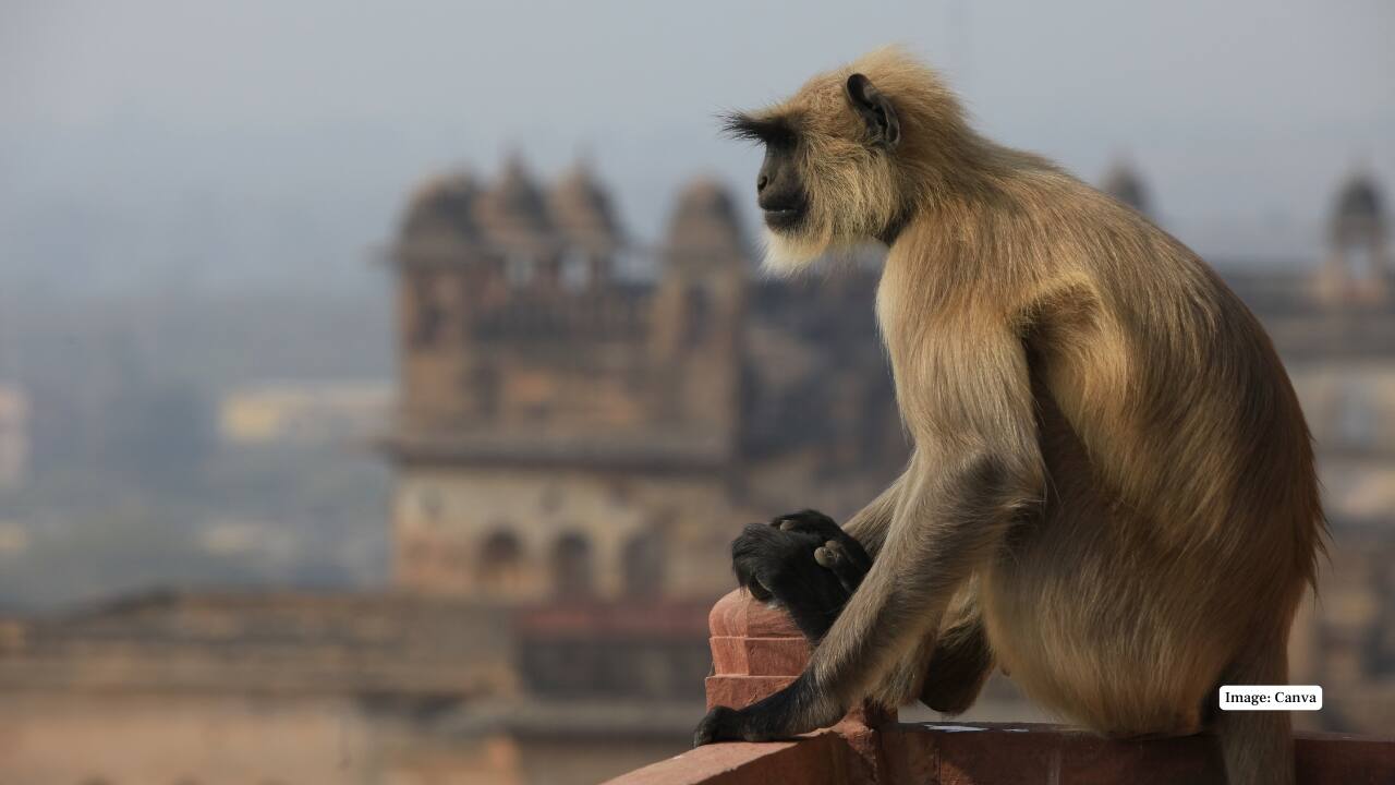 7. Orchha Wildlife Sanctuary – Nature Alongside Heritage Just beyond the town, this riverside sanctuary is home to peacocks, vultures, and migratory birds. It’s a perfect escape for those seeking nature trails alongside Orchha’s heritage walks. (Image: Canva)