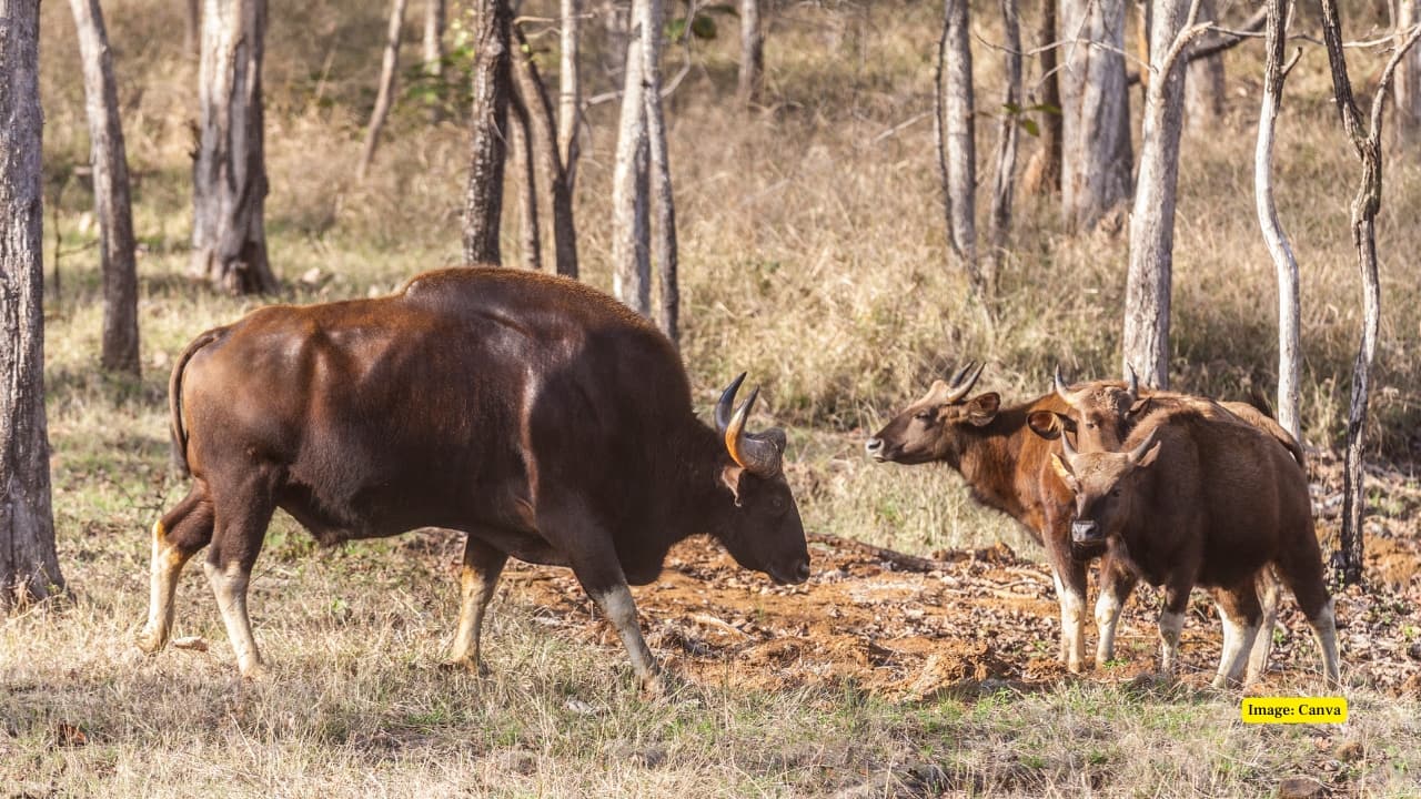Why Satpura National Park Is Being Called India’s Best Kept Wildlife Secret