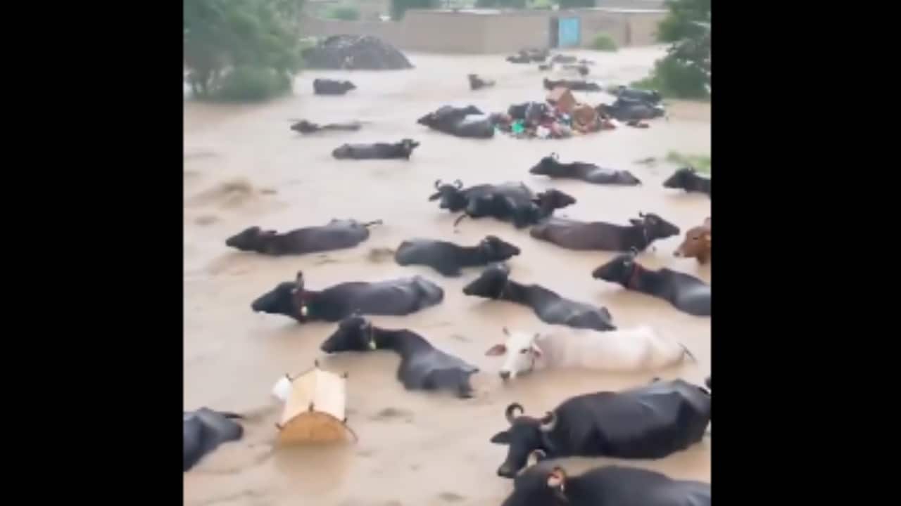 &quot;After decades, we are suffering from this situation again. As per my observation, the situation is worse now,&quot; Gurnam Singh, former sarpanch of Dugri village near the Ravi in Gurdaspur district, was cited by HT as saying. He alleged that the government's response has been insufficient. (Photo credit: X)