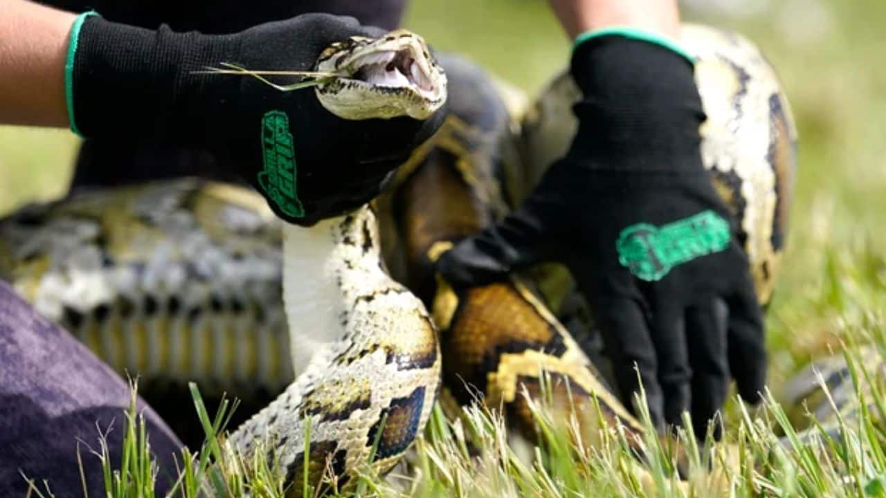 Florida uses high-tech robot rabbits to control Burmese python invasion