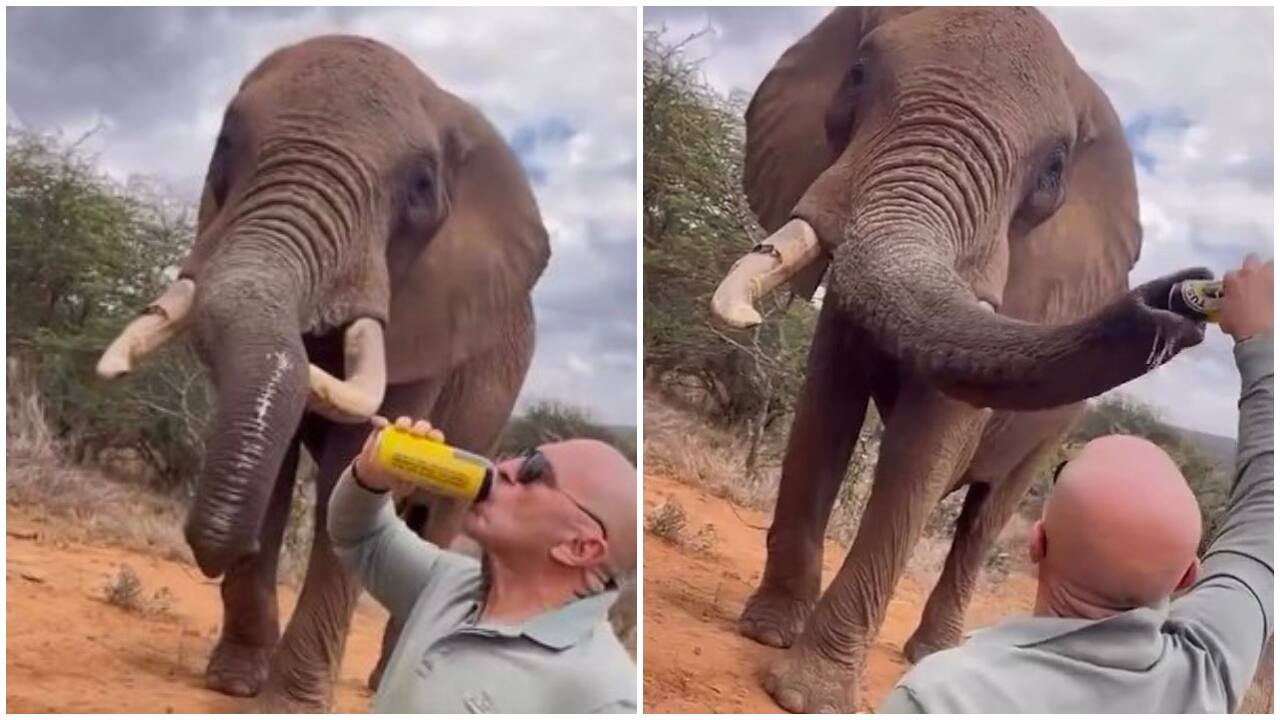 Outrage after video shows tourist pouring beer into elephant’s trunk in Kenya, probe ordered