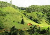 Centre releases new rules for calculating Green Credit for tree plantation, focuses on canopy density