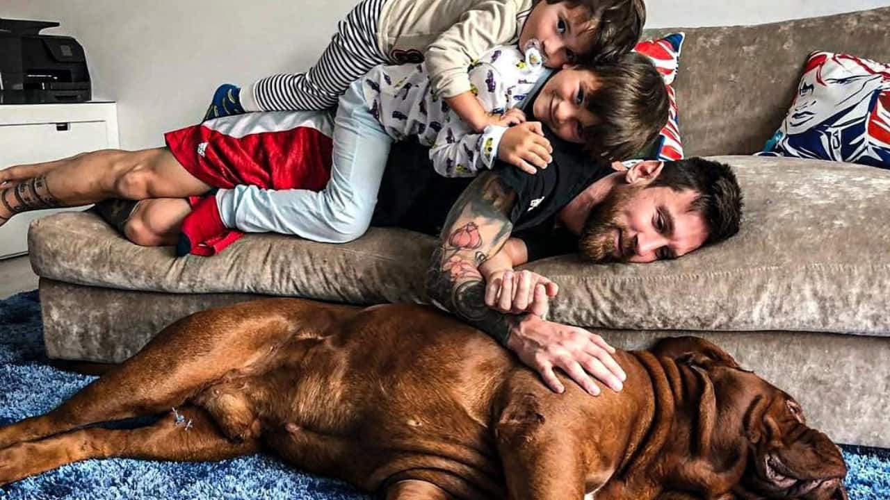 Bringing home a dogue de Bordeaux is not a small expense. Puppies typically cost between $1,800 and $2,500, while pedigreed or show-quality pups can easily reach $3,500 or more. But the real financial commitment comes after purchase.(Credit- Instagram)