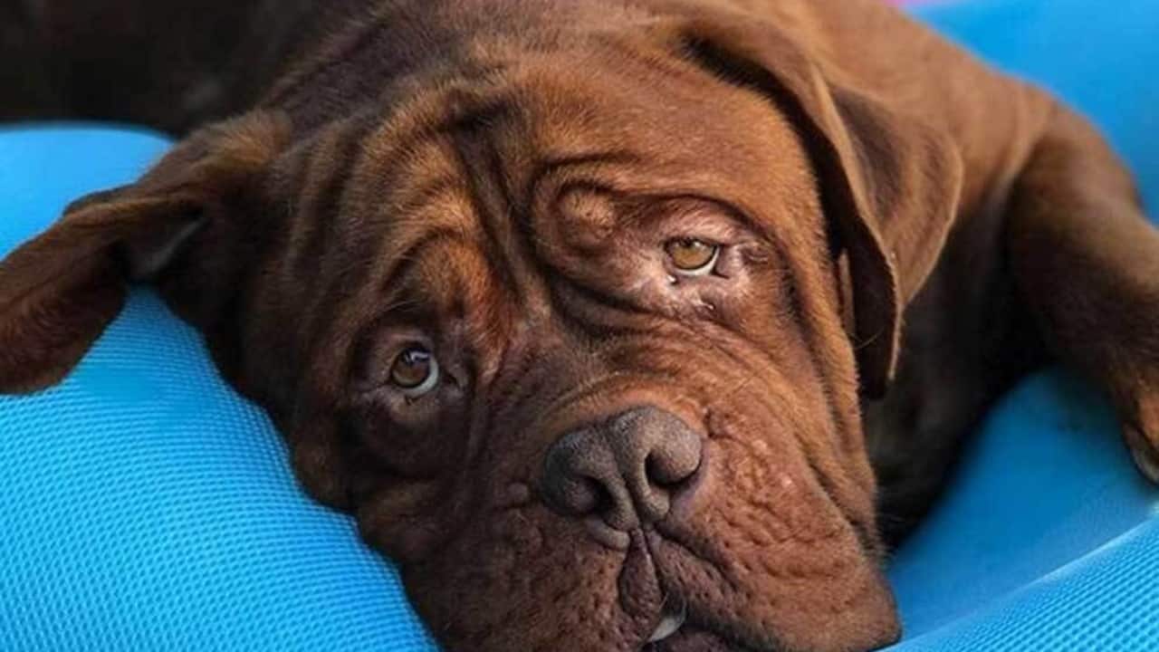 Despite Hulk's absence, the Messi household still has a furry friend in Miami: Abu, a rare apricot toy poodle, who is small enough to travel easily and adapt to new environments. (Credit- Instagram)