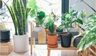 7 health benefits of real indoor plants: From improving concentration to boosting productivity, more