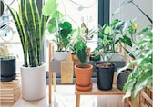 7 health benefits of real indoor plants: From improving concentration to boosting productivity, more