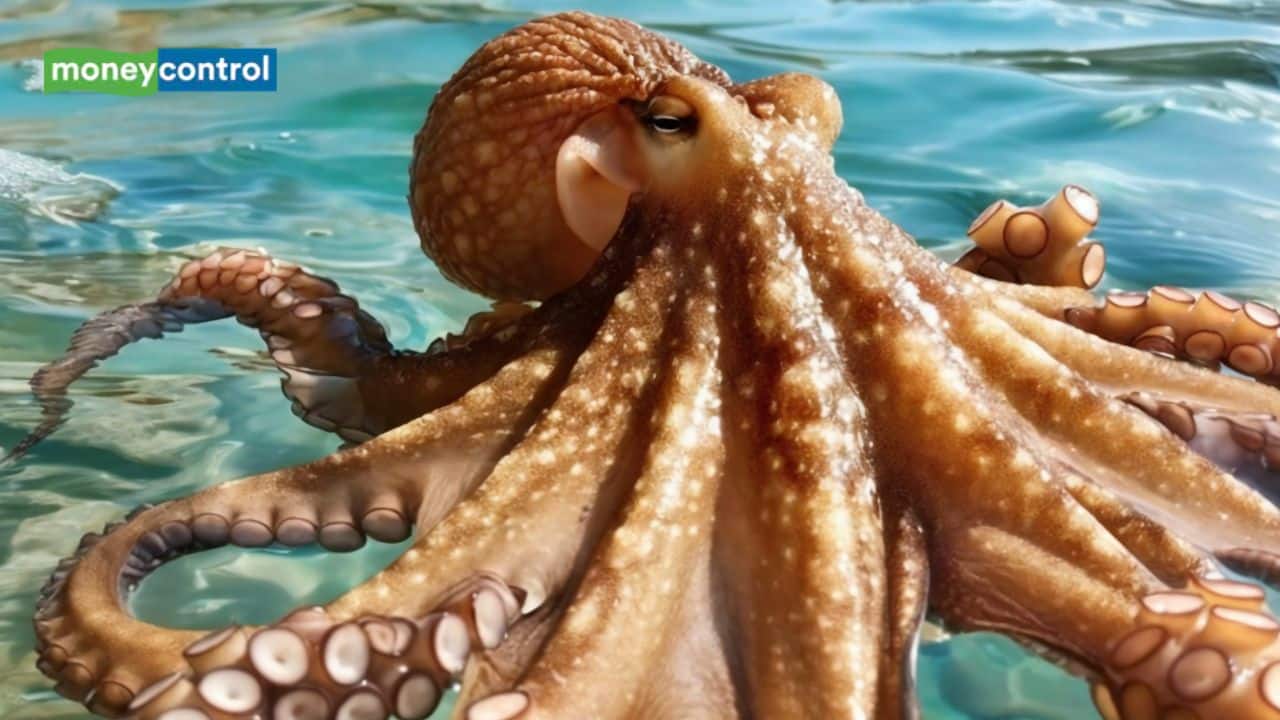 We’re killing animals smarter than Dogs’: Scientists warn of ‘octopus farming horror’