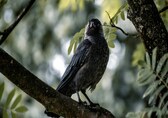 Bird Flu scare in Delhi zoo: Symptoms of avian influenza in humans, how to prevent it