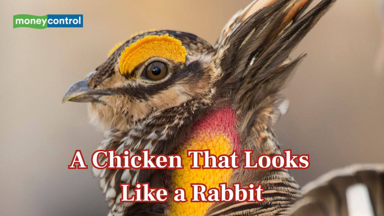Meet Attwater’s Prairie-Chicken: The rare bird that looks surprisingly like a vibrant rabbit
