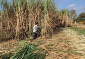 Does the liberal ethanol feedstock policy really boost sugar mills’ earnings prospects?