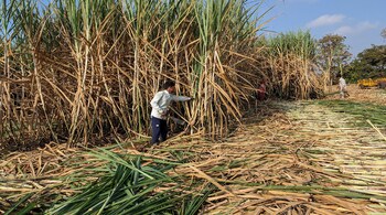 The world's second-biggest sugar producer had restricted production in the current marketing year because of a drop in sugarcane supplies.
