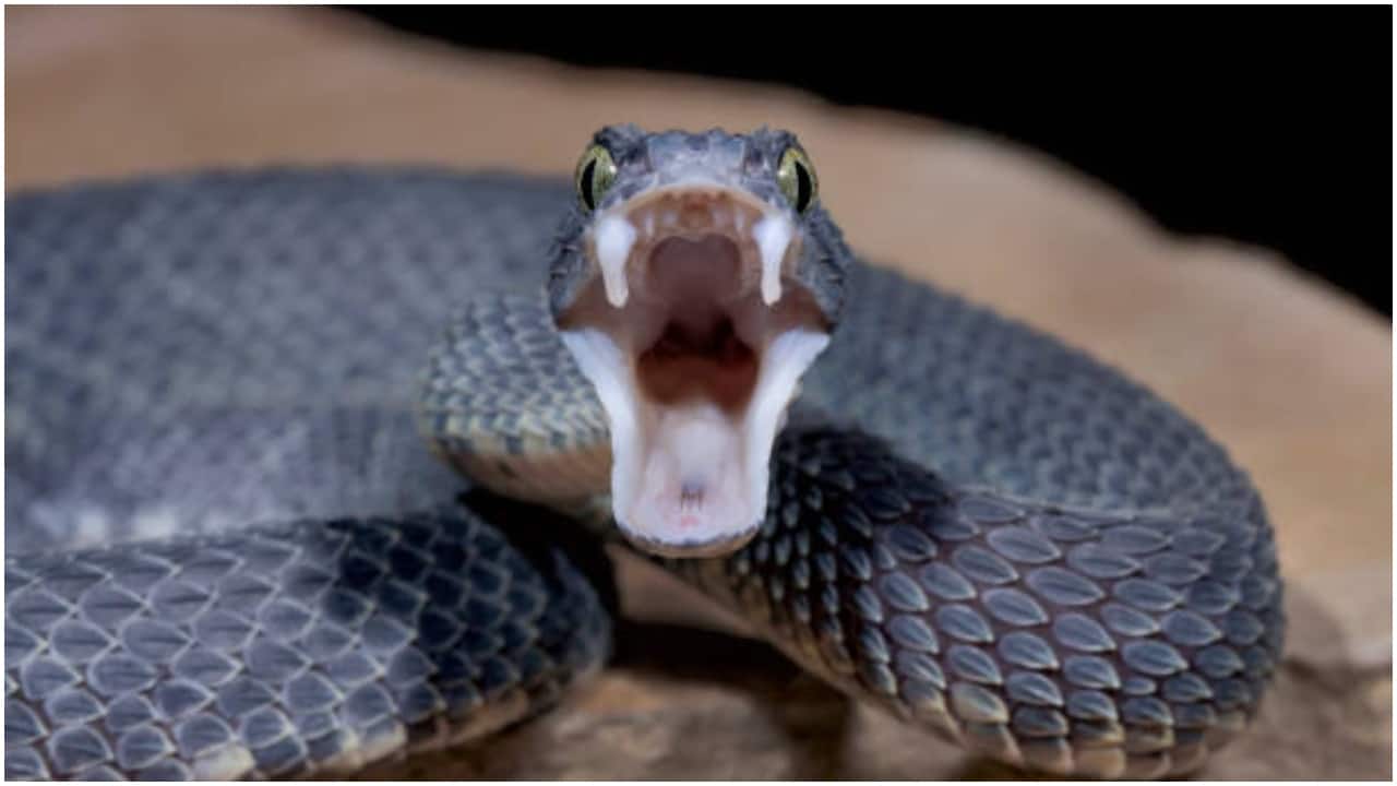 Bengaluru techie, 41, dies after snake bites his numb leg, was curled inside footwear