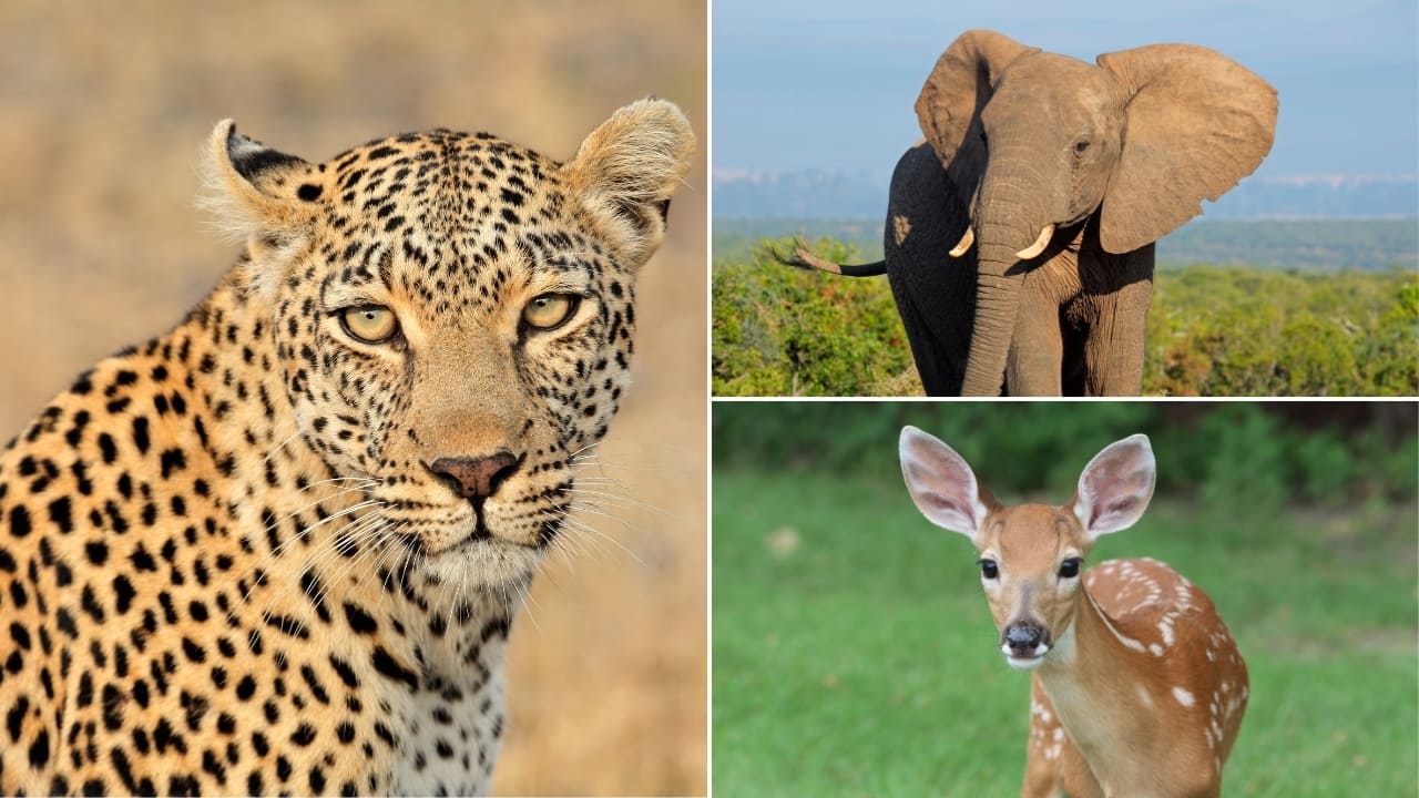 10 Best Wildlife Safari in Sri Lanka to See Leopards, Elephants and More