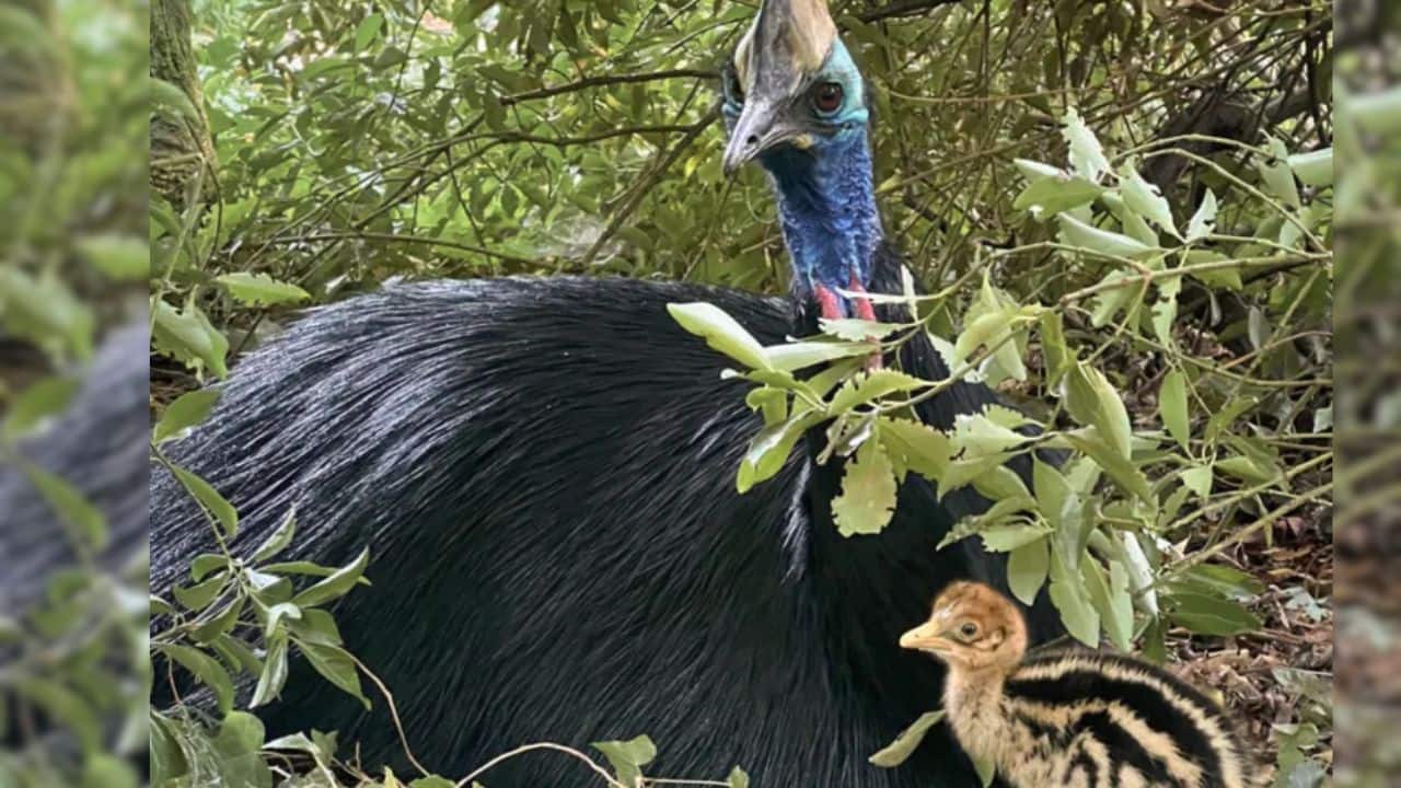 Rare cassowary chick hatches at Paignton Zoo after 21-year wait