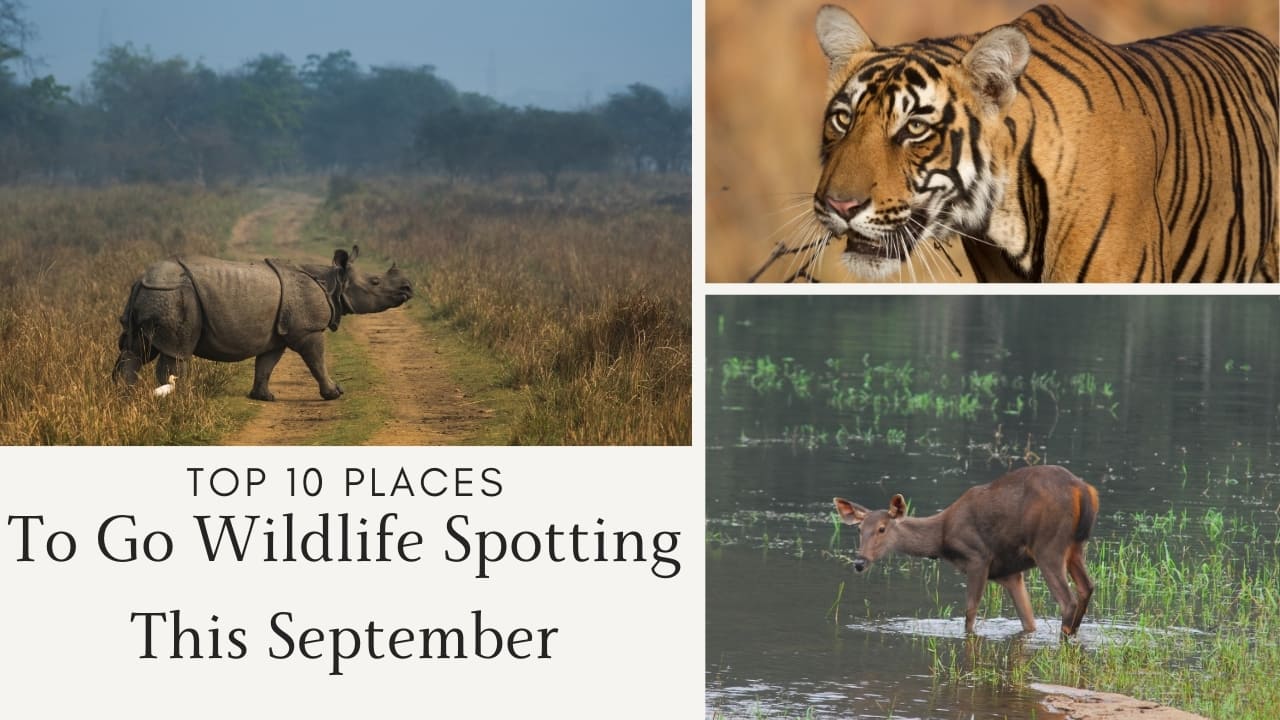Top 10 Places to Go Wildlife Spotting This September