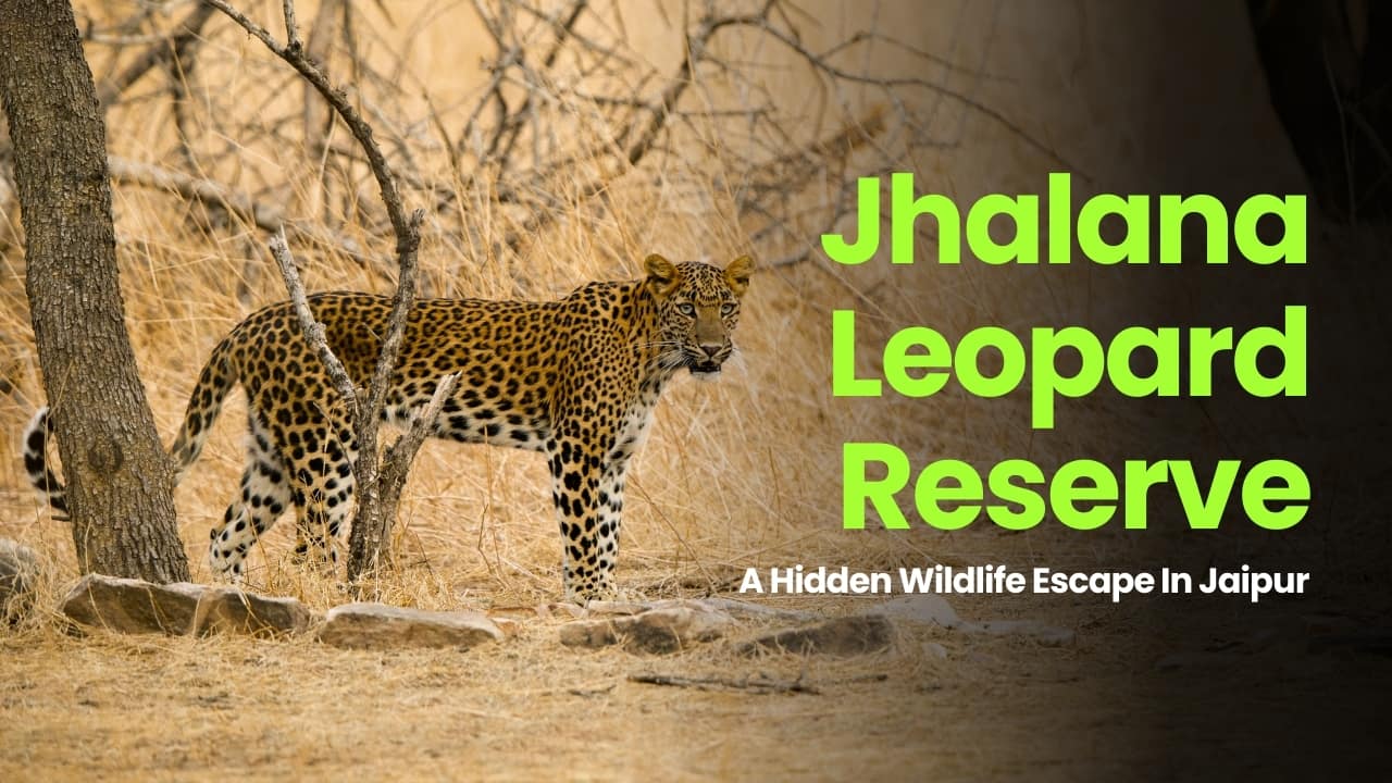 Jhalana Leopard Reserve: Jaipur's Hidden Wildlife Gem You Must Explore Now