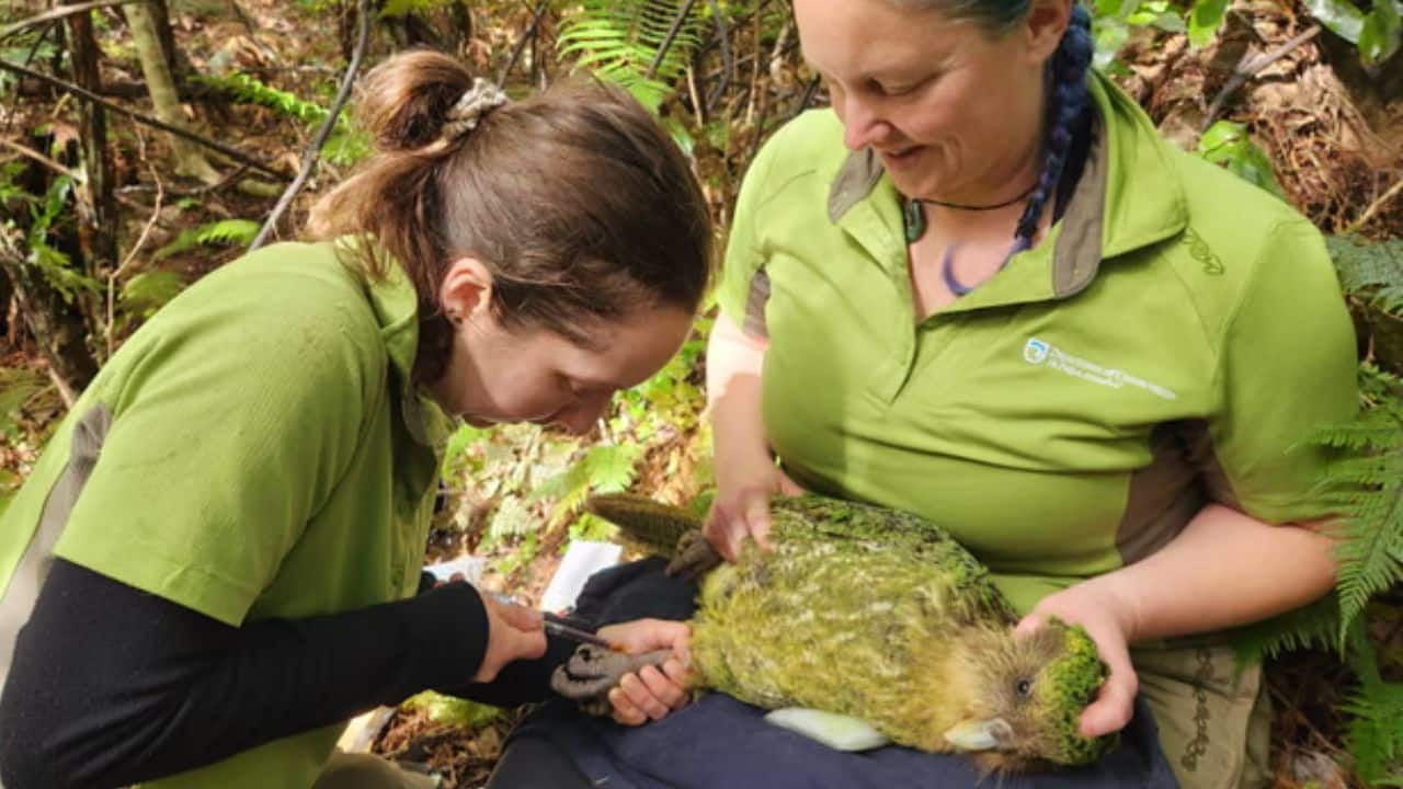 Fighting bird flu: Can New Zealand's vaccination trial protect the World's fattest and most endangered parrots?