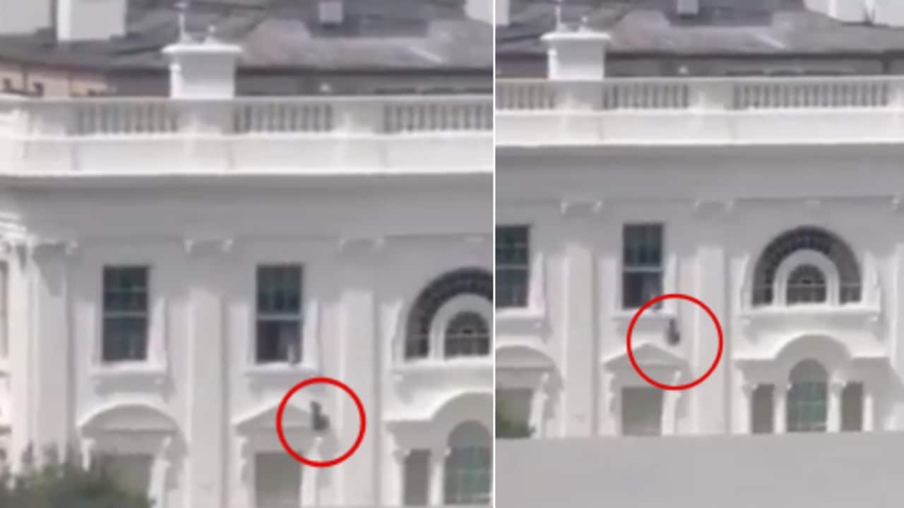 'Epstein Files' or 'Melania Trump fleeing'? Viral video of bag dropped from White House window fuels theories