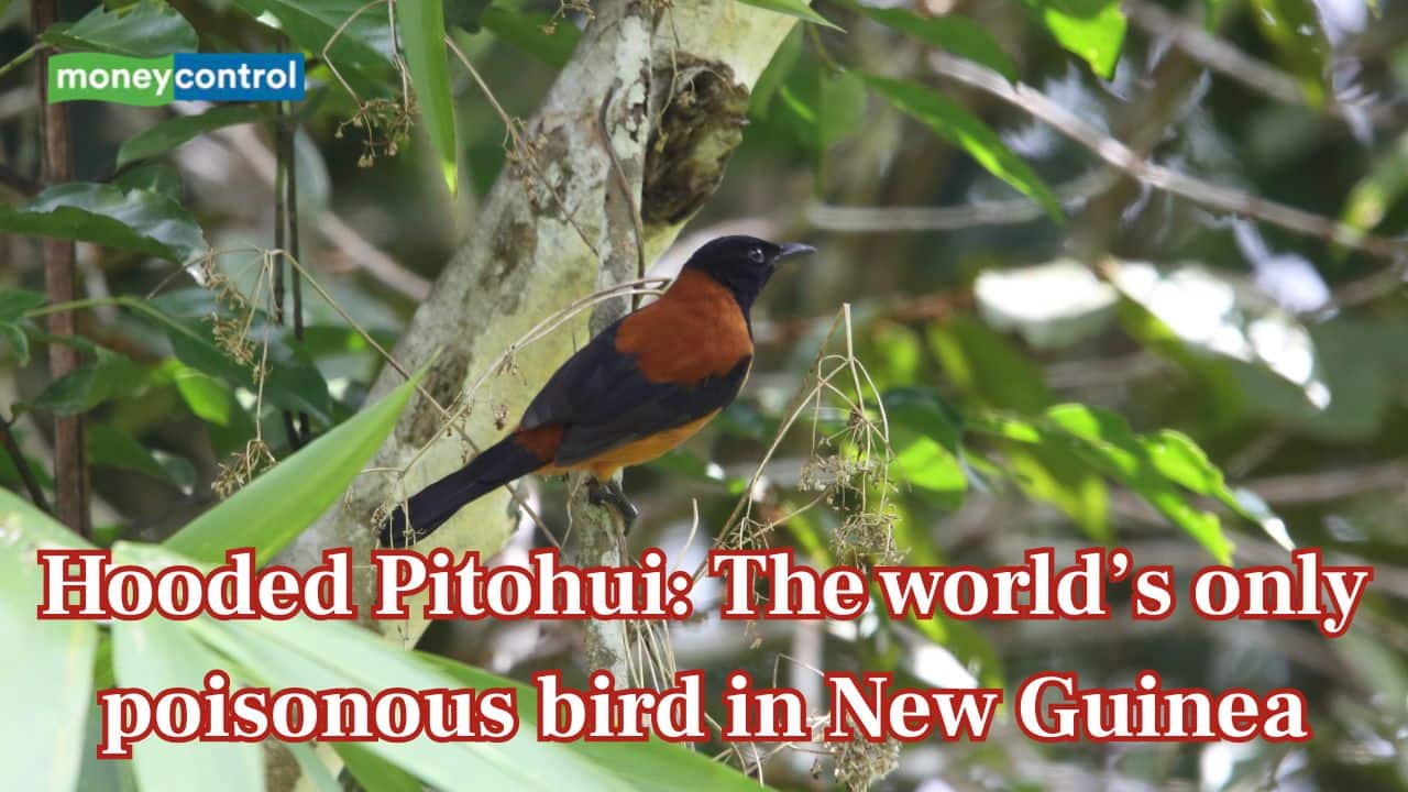 Meet the Hooded Pitohui: World’s only toxic bird in New Guinea you shouldn’t touch