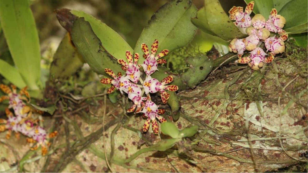 A rare orchid species recorded in Arunachal Pradesh’s remote forests