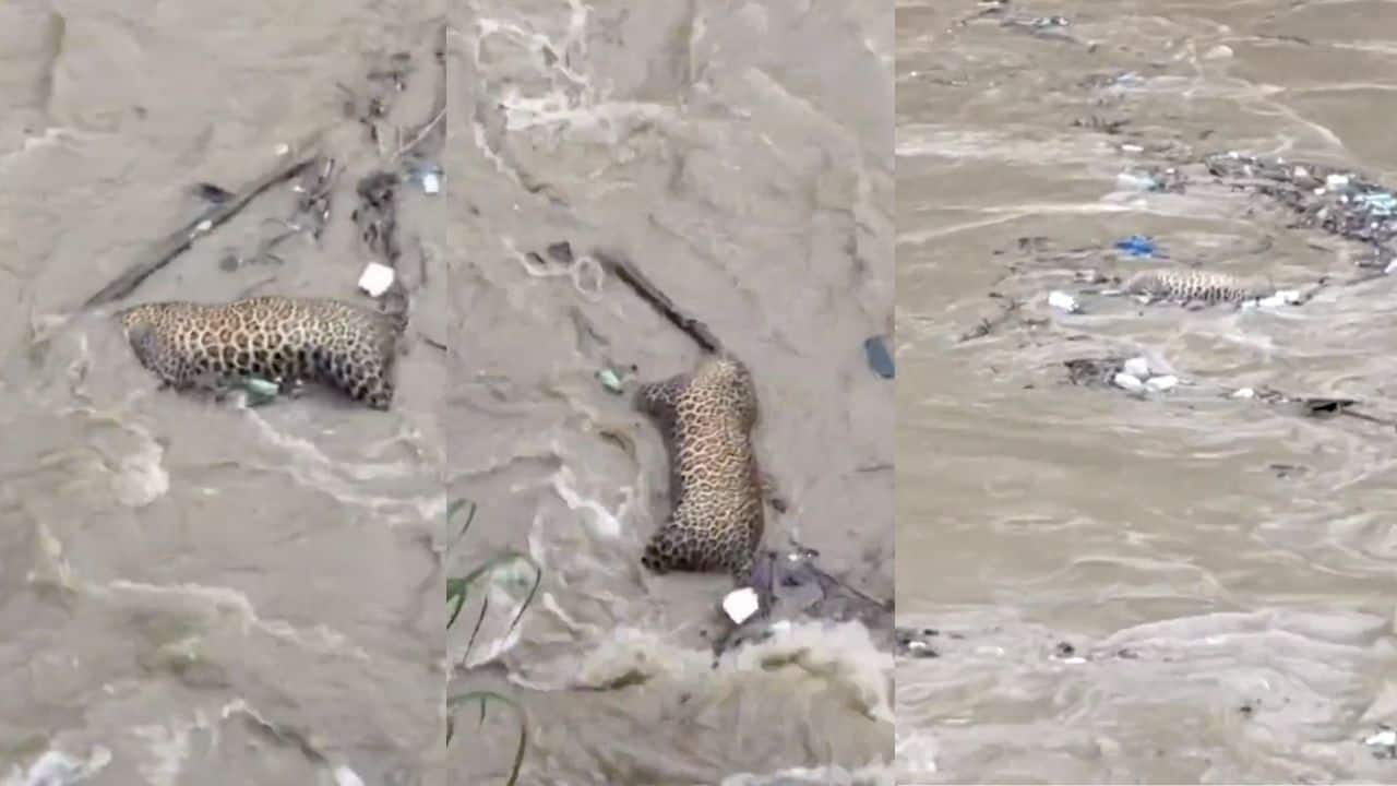 Watch: Leopard drowns in Uttarakhand flash floods - 'Heartbreaking loss'     